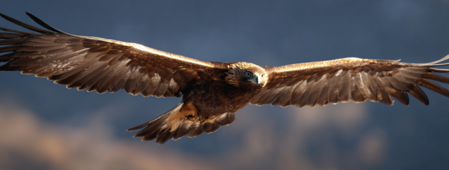 Enthusias A golden sea eagle flying ar 31 v 7 091f5b2a f6b0 4c44 81a3 d48d88b1036c 2