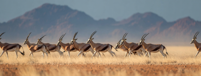 Enthusias A herd of antelopes The herd runs from left to rig b9078b5b e0db 41e9 9c89 4750958b8cf0 1