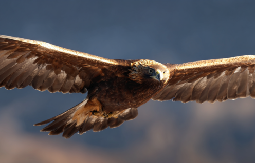 Enthusias A golden sea eagle flying ar 31 v 7 091f5b2a f6b0 4c44 81a3 d48d88b1036c 2