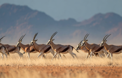 Enthusias A herd of antelopes The herd runs from left to rig b9078b5b e0db 41e9 9c89 4750958b8cf0 1