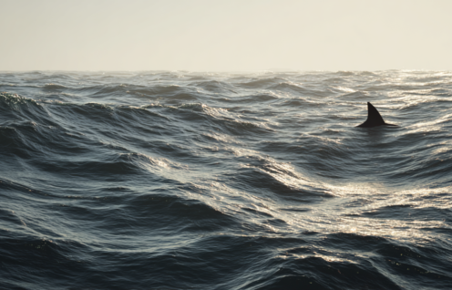 Enthusias The vast ocean with small waves Only the dorsal fi 14937c49 a584 4626 98f4 d678e4ab9832 3